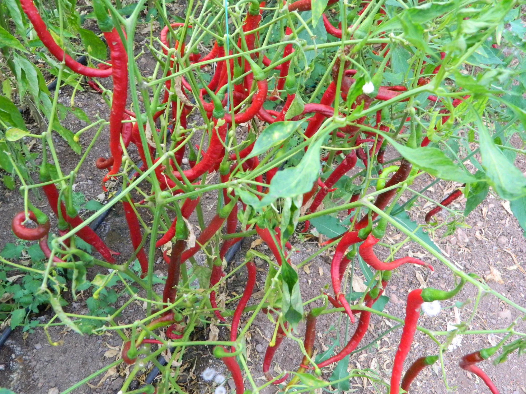 Joe's Long Cayenne Chilli Seeds - Image 3