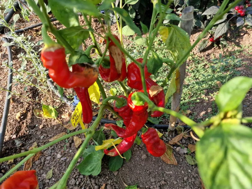 HJ1 Corona Space Chilli Seeds - Image 9