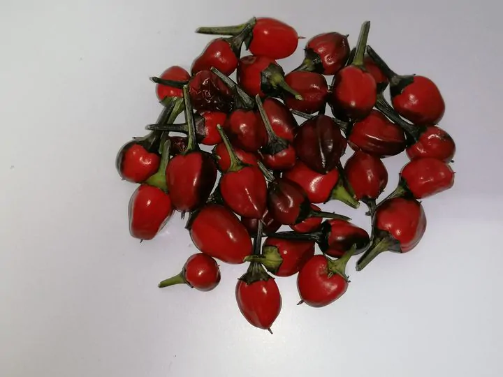 Black Namaqualand Chilli Seeds - Image 4