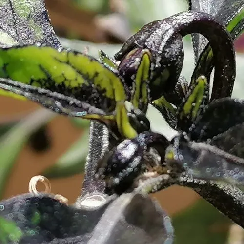 Black Namaqualand Chilli Seeds