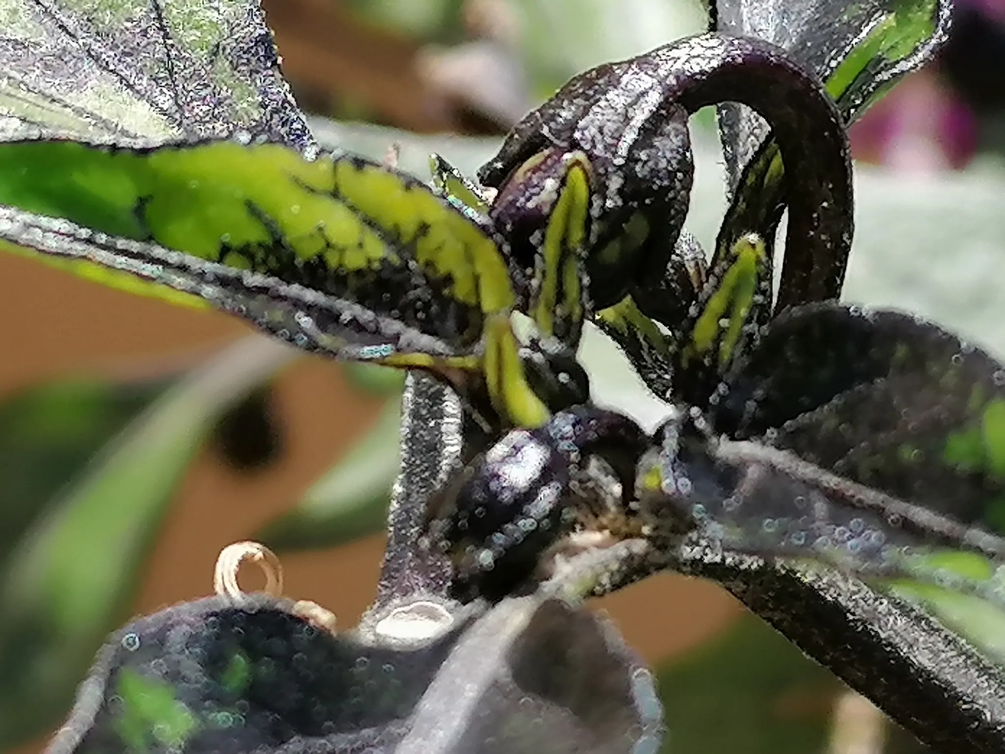 Black Namaqualand Chilli Seeds