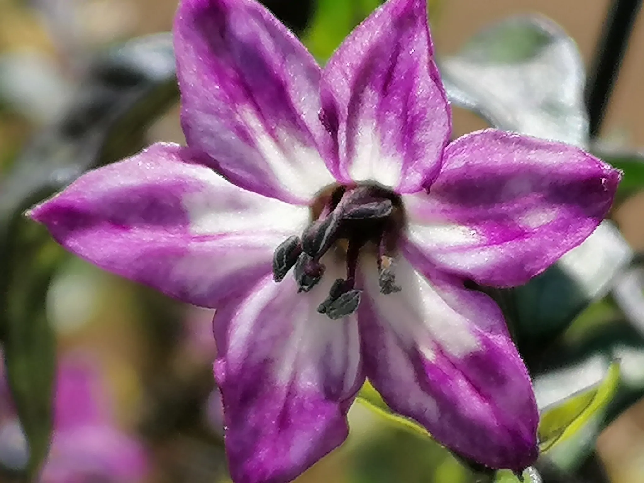 Black Namaqualand Chilli Seeds - Image 3