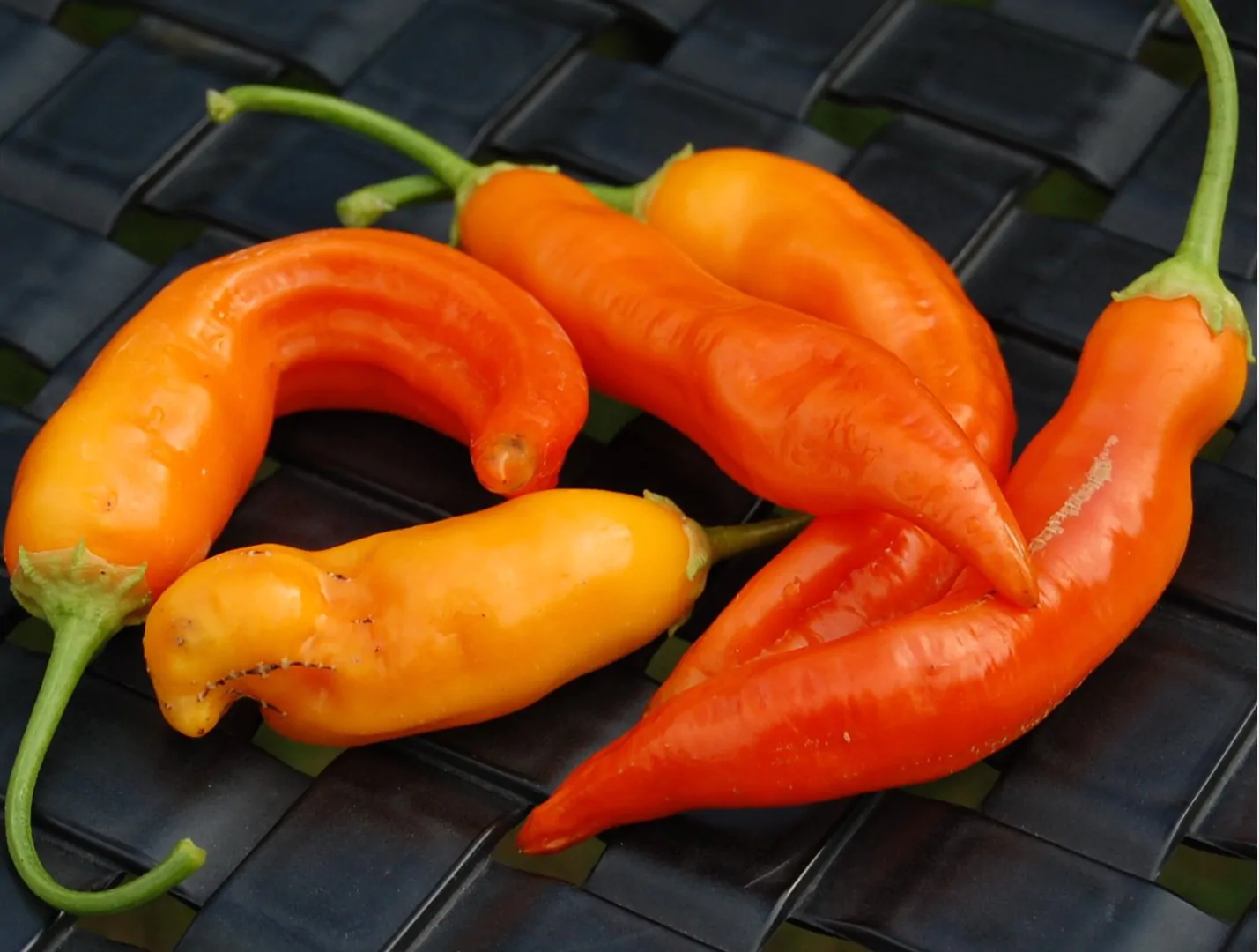 Aji Ahuachapan Chilli Seeds - Image 4