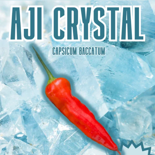 Aji Crystal Chilli Seeds