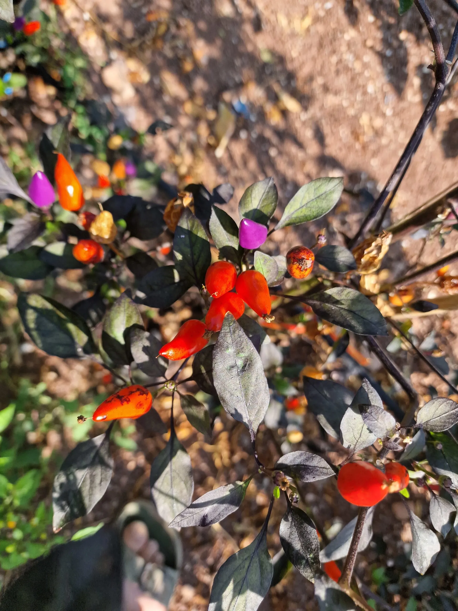 Blue Christmas Chilli Seeds - Image 2