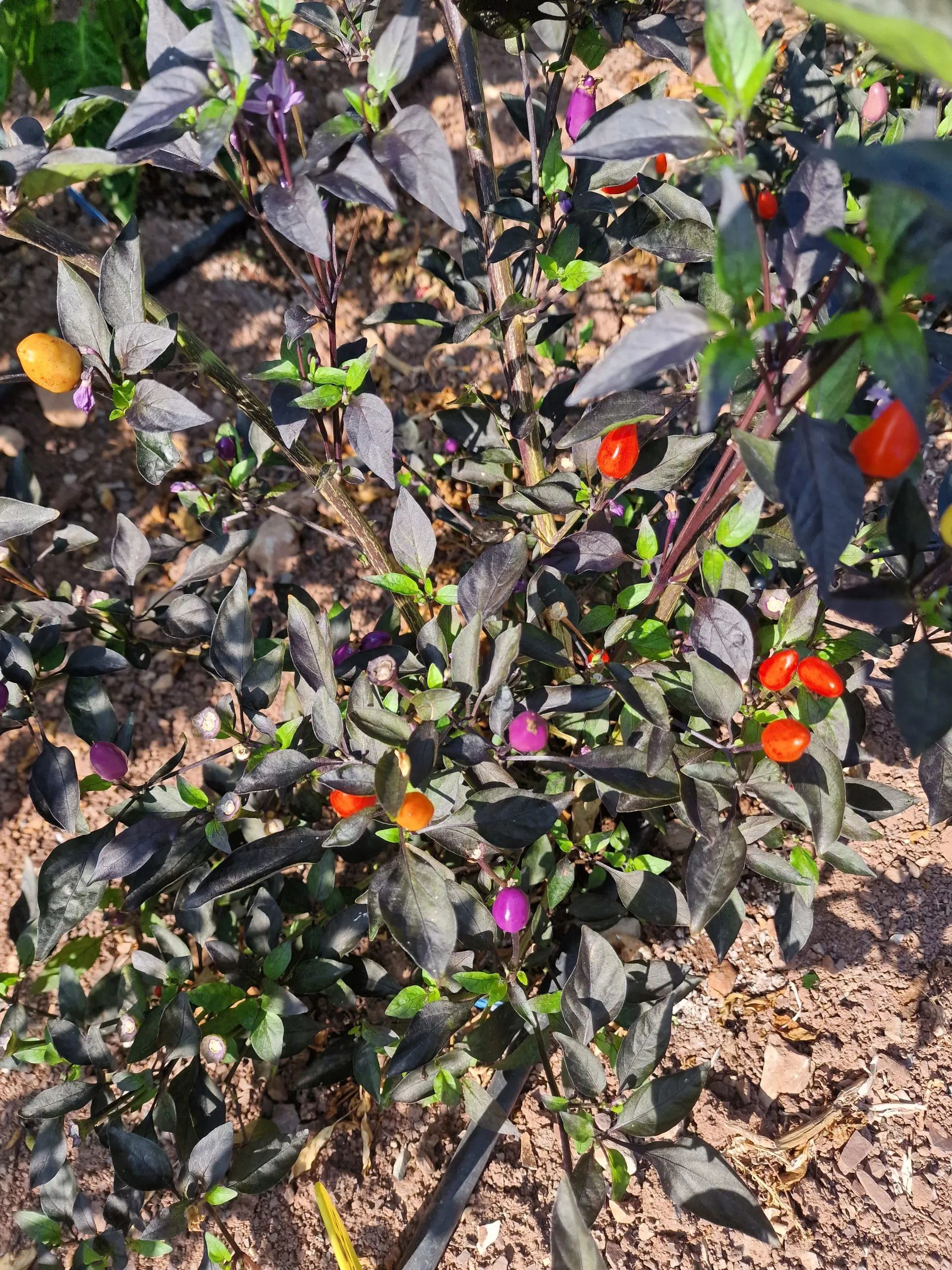 Blue Christmas Chilli Seeds - Image 3