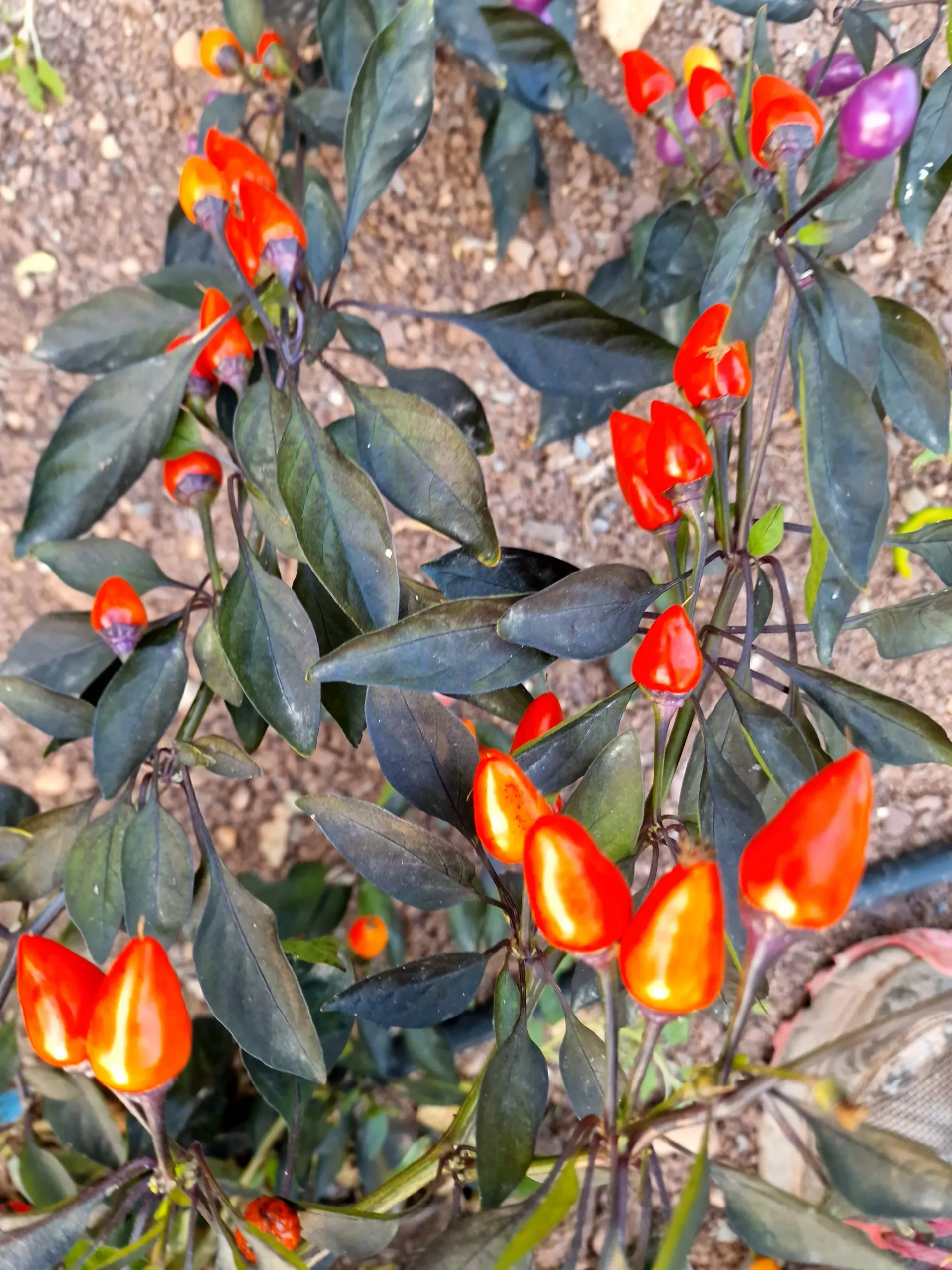 Blue Christmas Chilli Seeds - Image 7