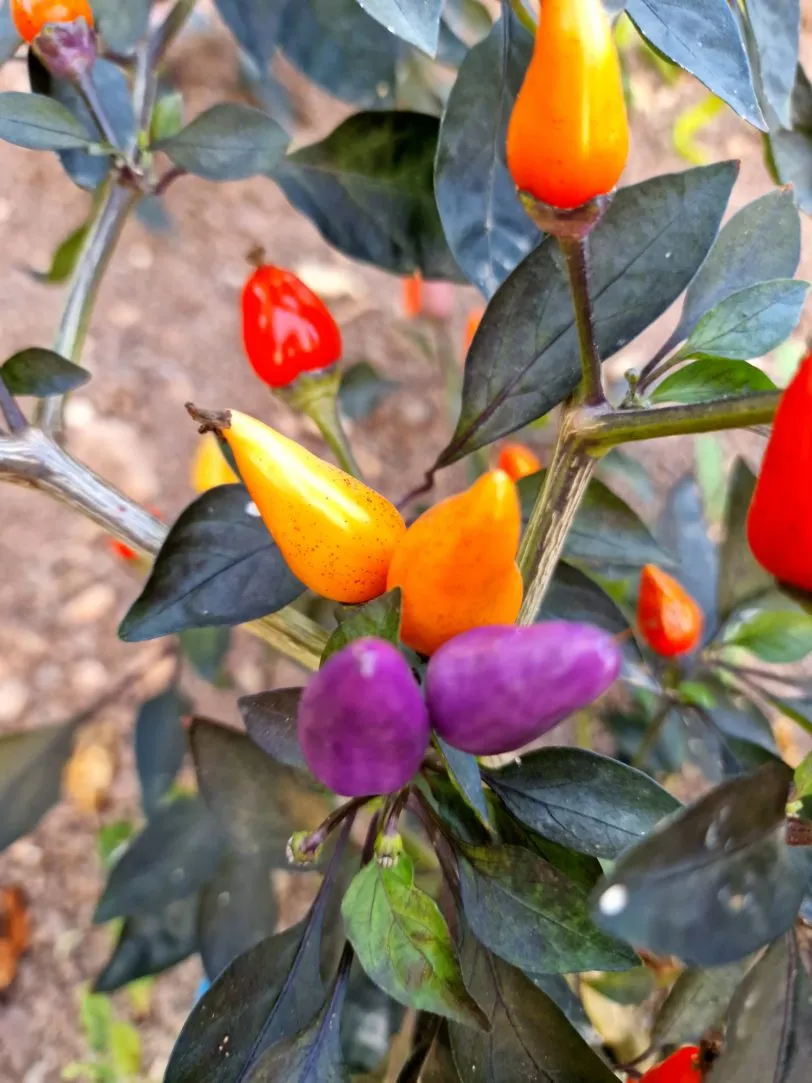 Blue Christmas Chilli Seeds - Image 6