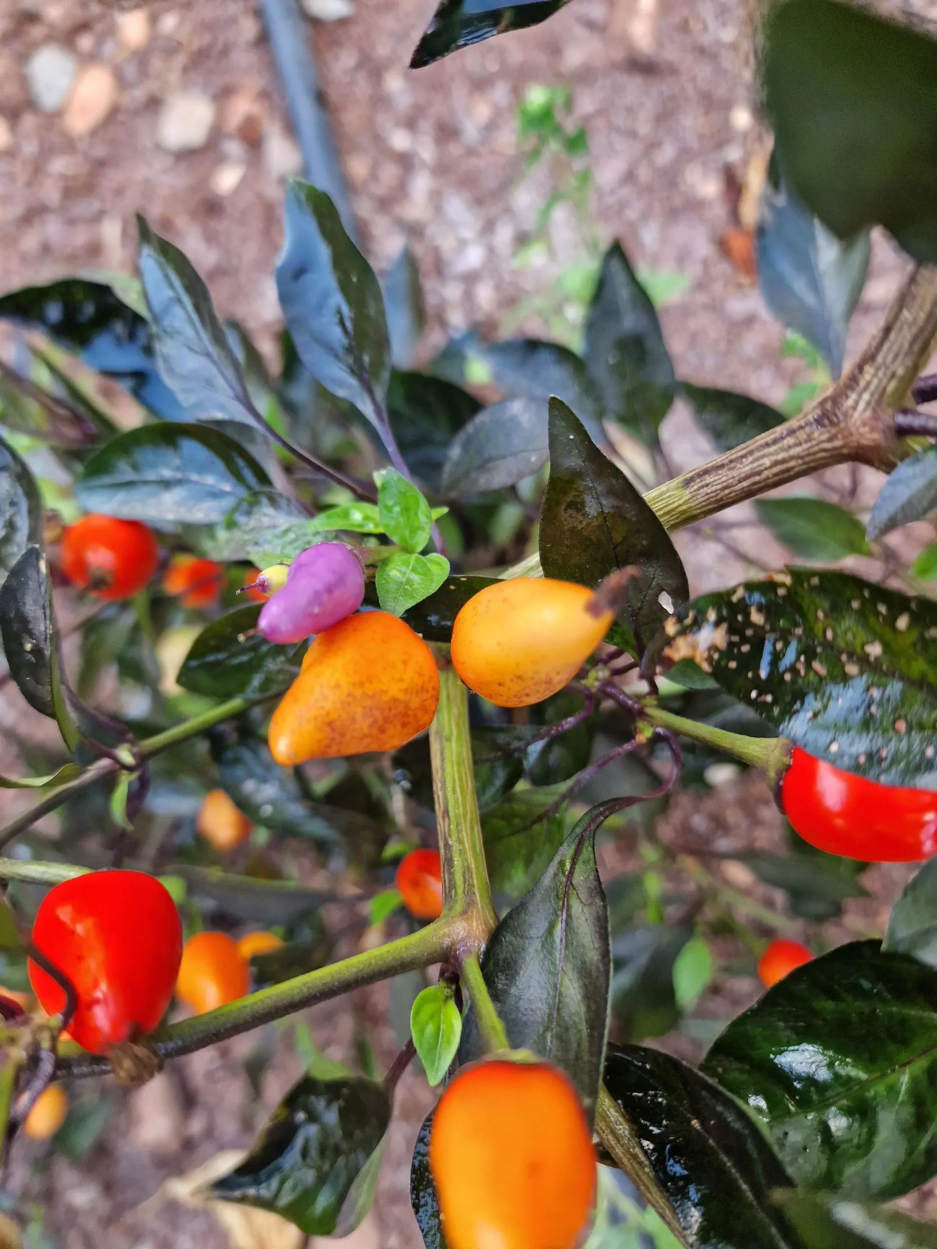 Blue Christmas Chilli Seeds - Image 5