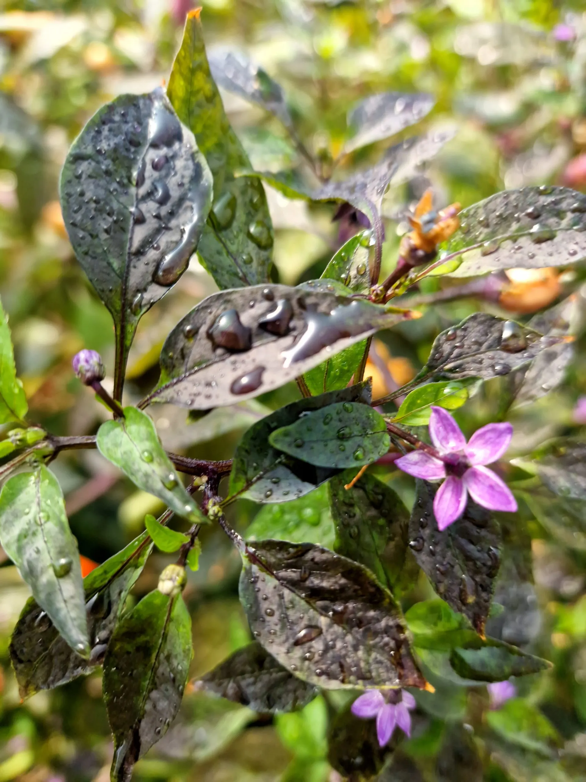 Blue Christmas Chilli Seeds - Image 4