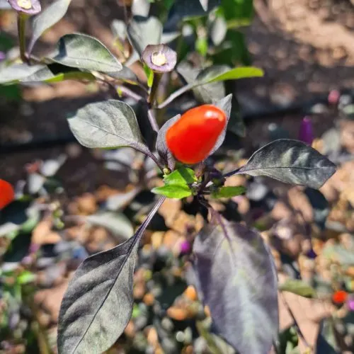 Blue Christmas Chilli Seeds