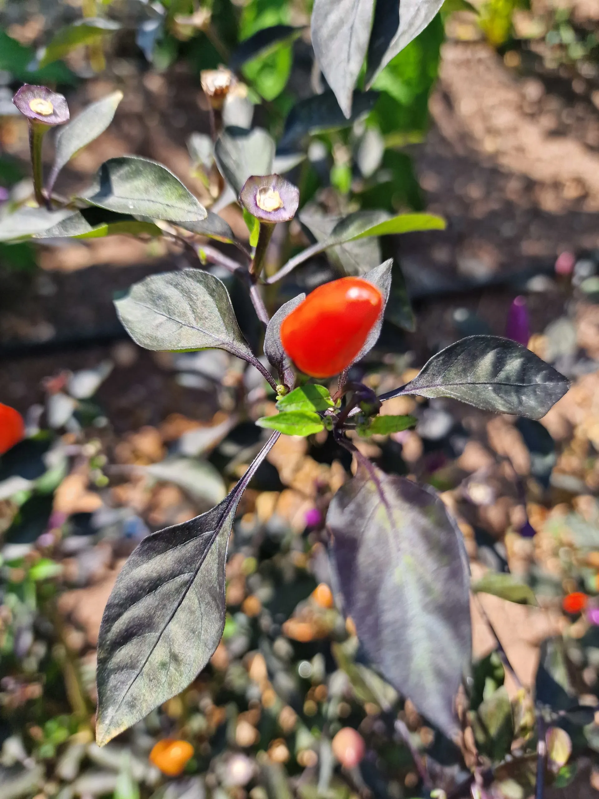 Blue Christmas Chilli Seeds