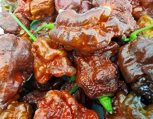 Borg 9 Chocolate Chilli Seeds