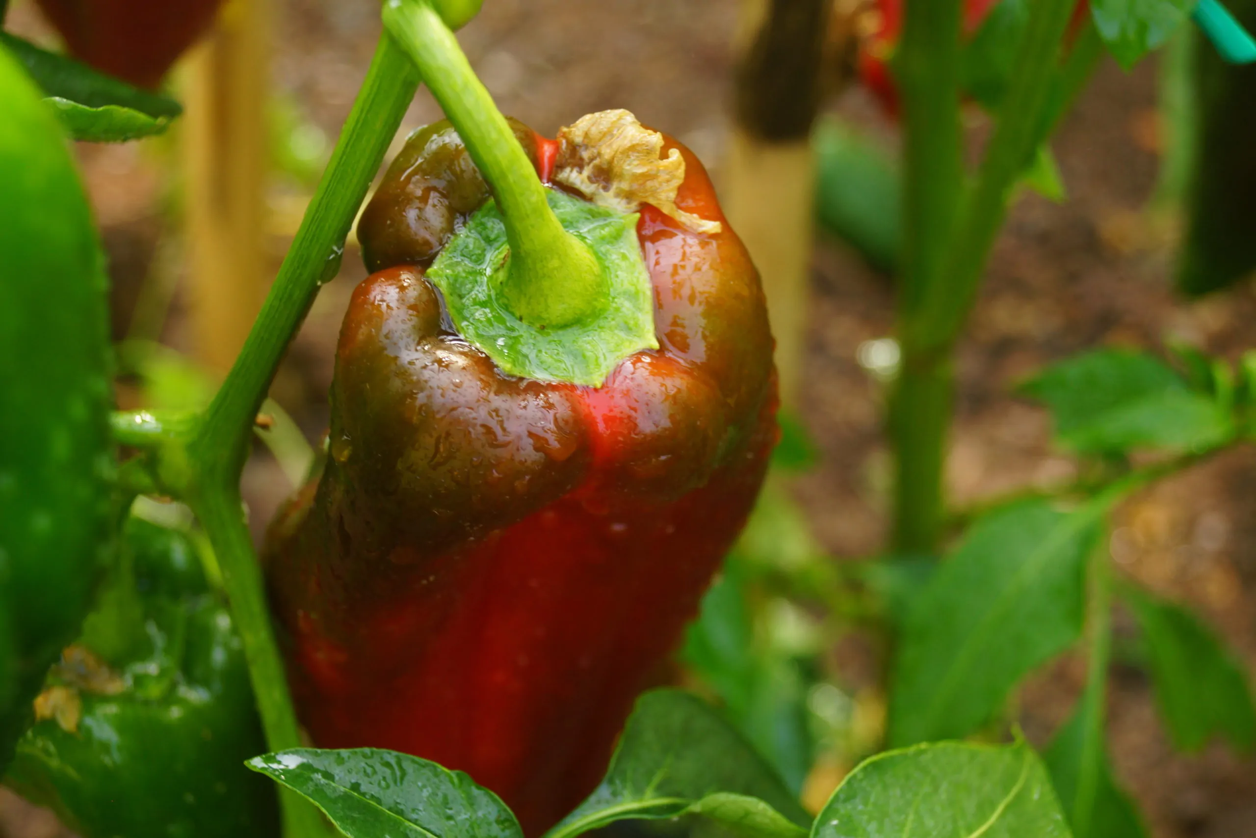 Jalapeno Chernobyl - Image 2