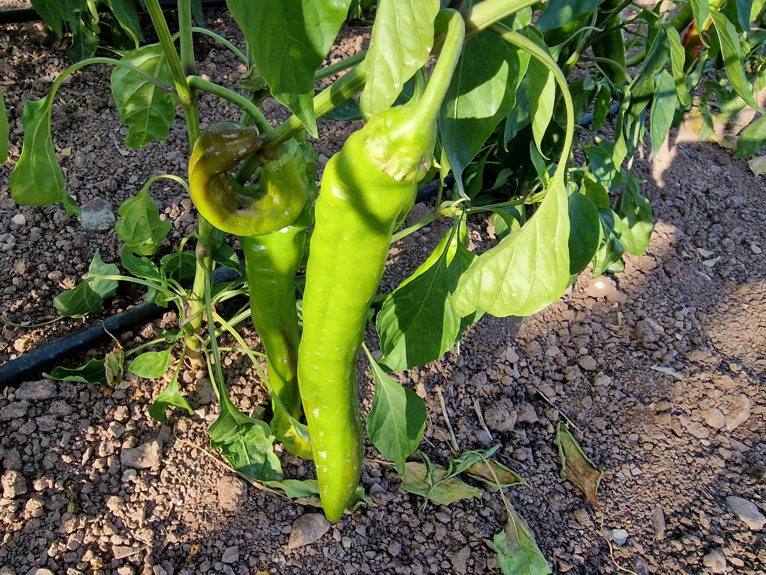 Jalapeno Chernobyl - Image 3