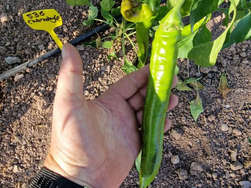 Jalapeno Chernobyl - Image 4