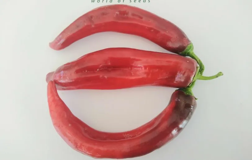 Jalapeno Chernobyl