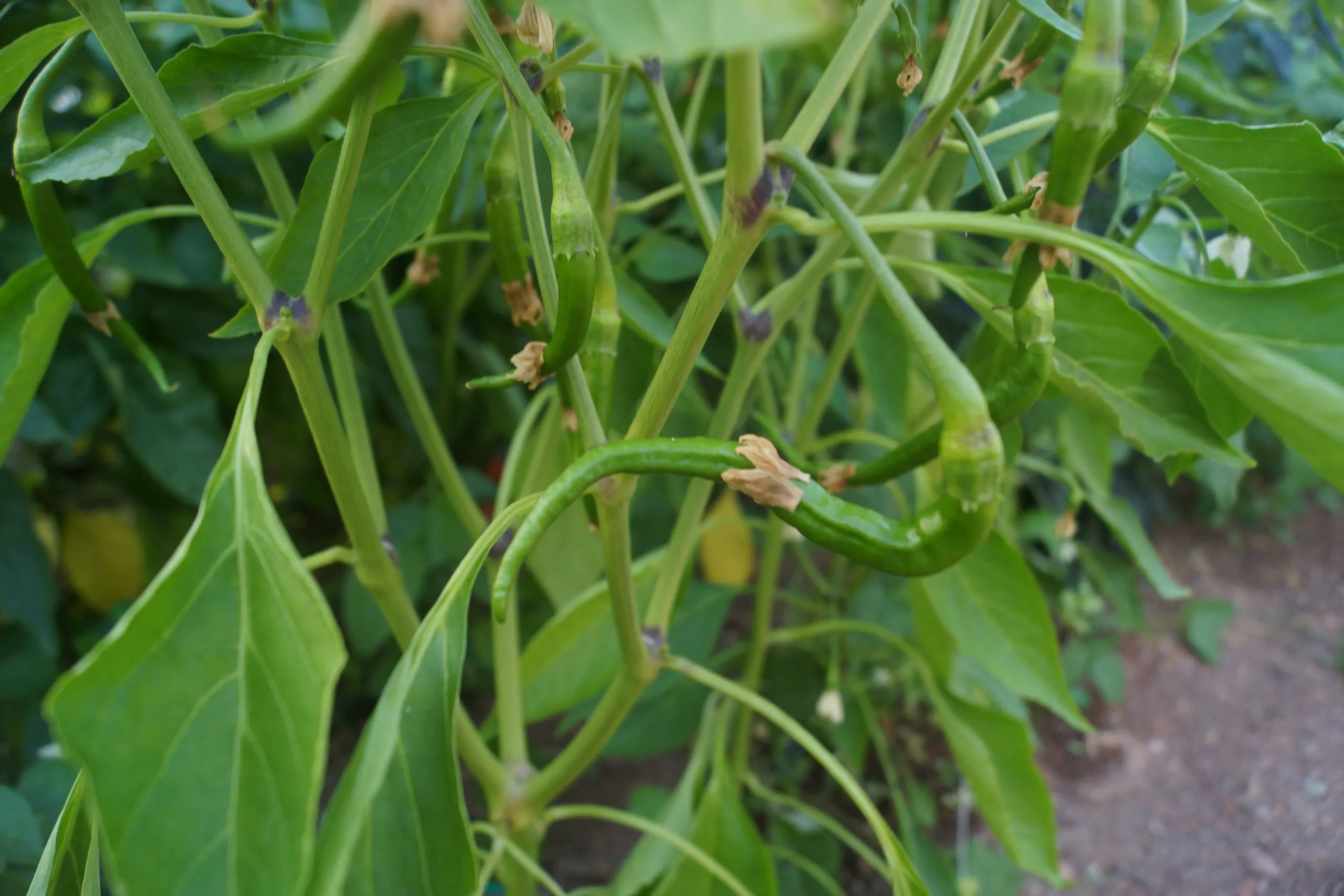Joe's Long Cayenne Chilli Seeds - Image 4