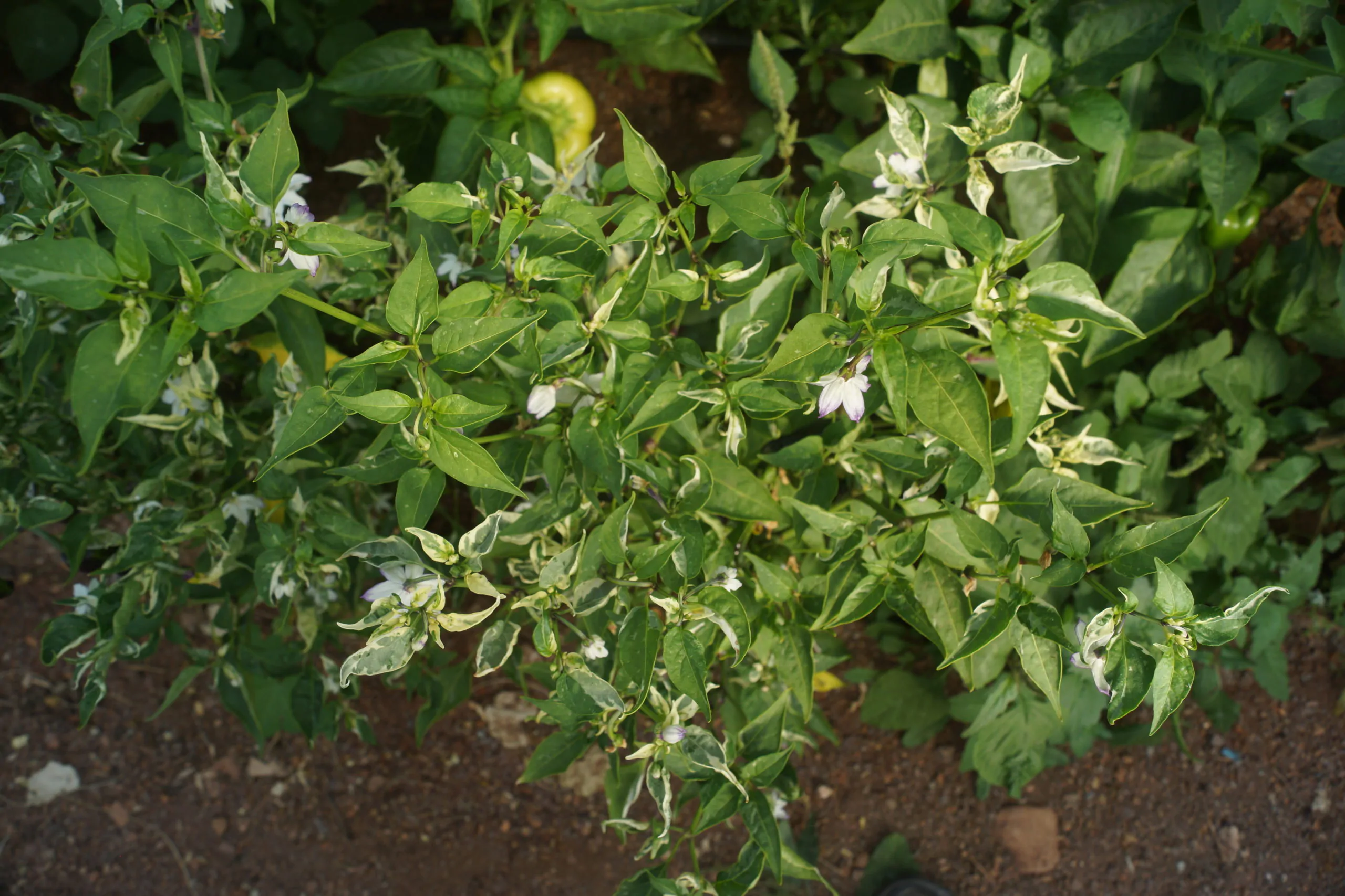 Purple Cacho White Leaf Chilli Seeds - Image 4