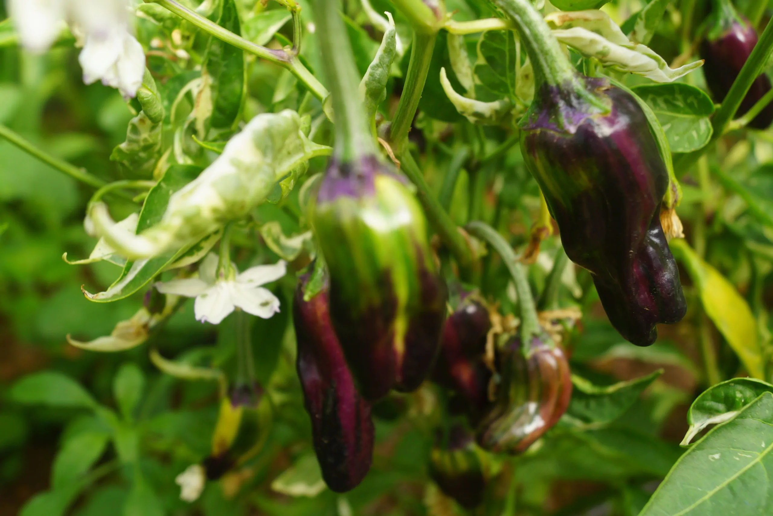 Purple Cacho White Leaf Chilli Seeds - Image 7