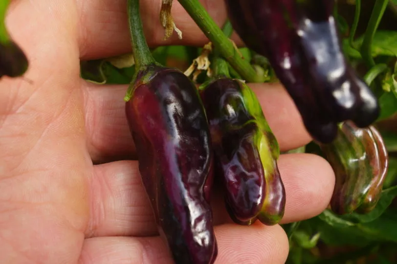Purple Cacho White Leaf Chilli Seeds - Image 8