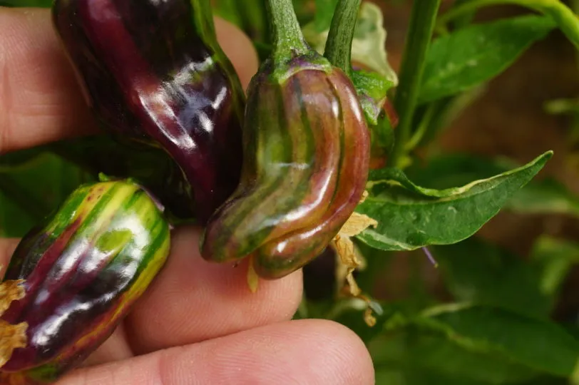 Purple Cacho White Leaf Chilli Seeds - Image 9