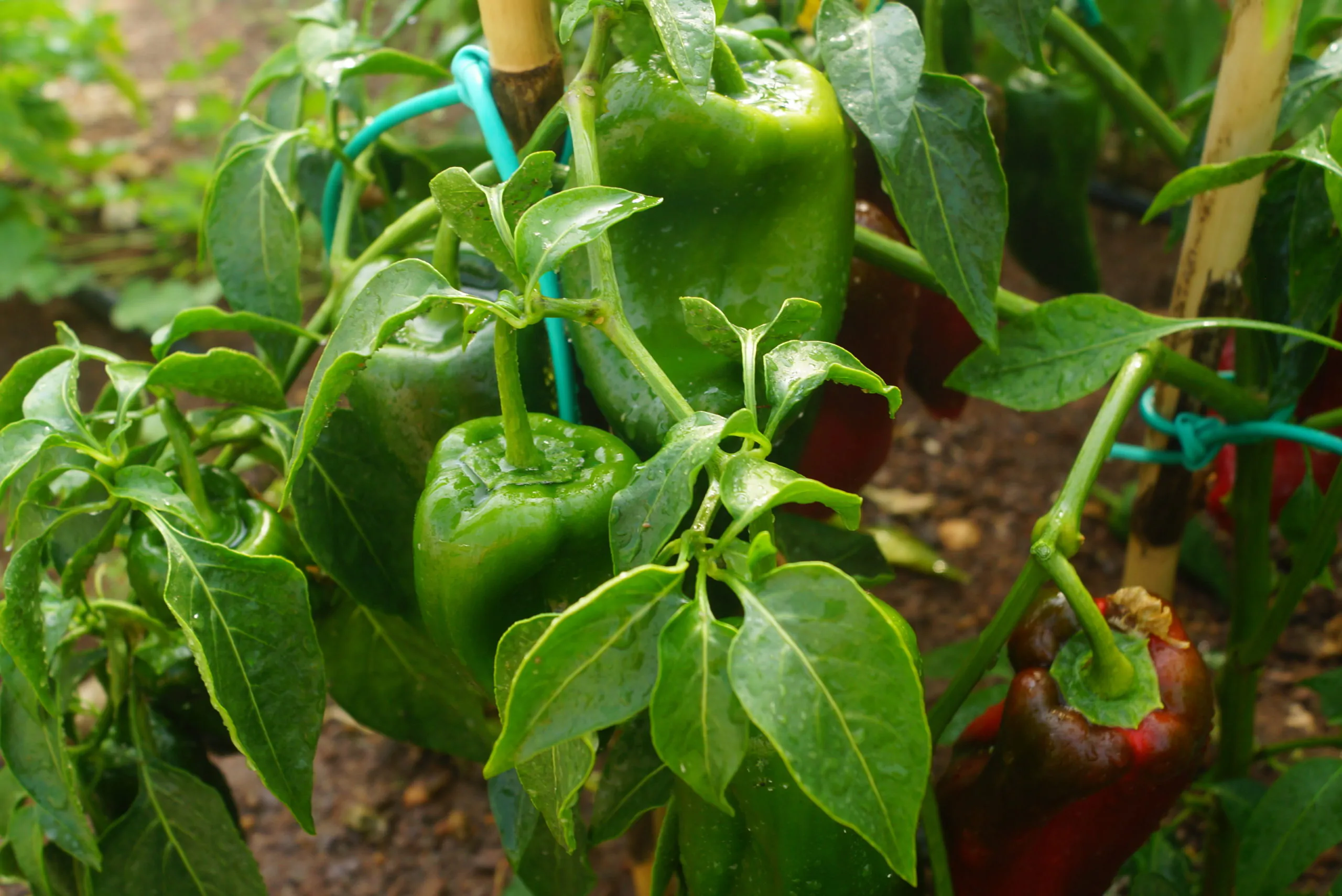 Ancho Poblano - Image 13