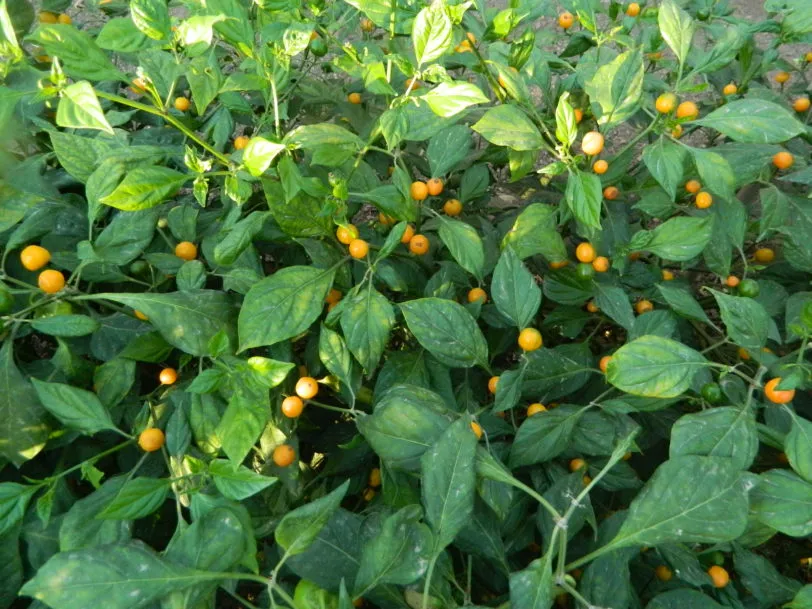 Aji Charapita Iquitos Chilli Seeds - Image 2