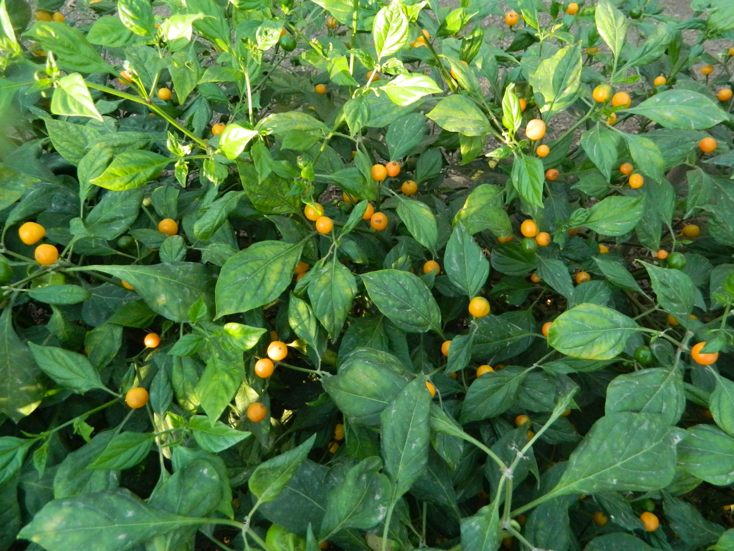 Aji Charapita Iquitos Chilli Seeds - Image 2