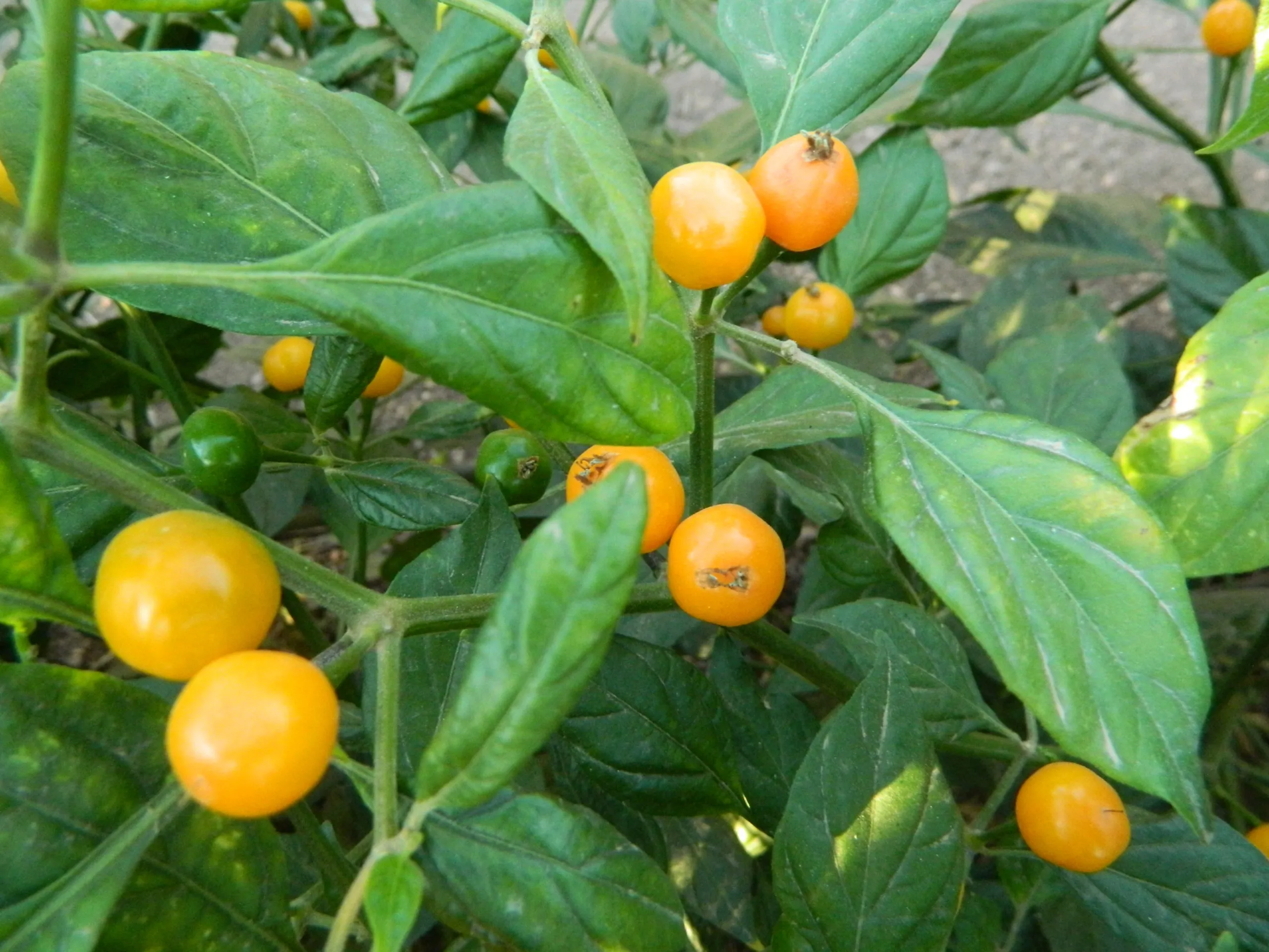 Aji Charapita Iquitos Chilli Seeds - Image 3