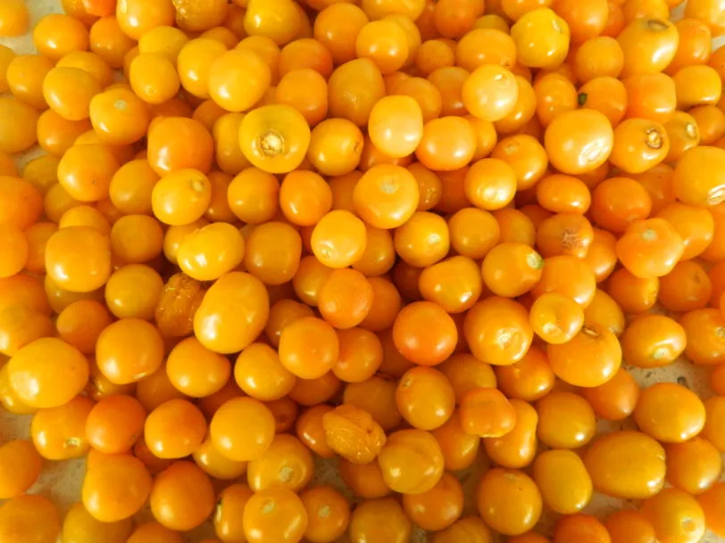 Aji Charapita Iquitos Chilli Seeds