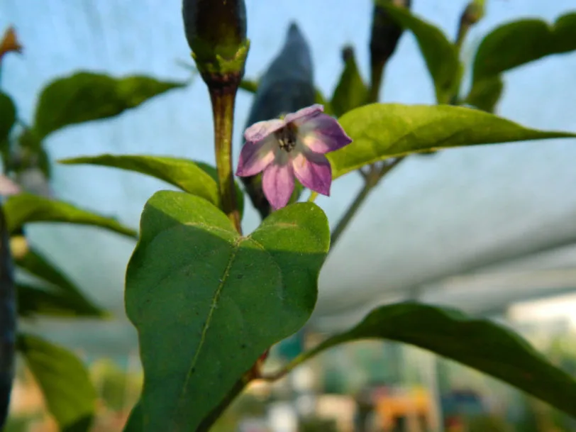 Purple Cayenne Chilli Seeds - Image 9