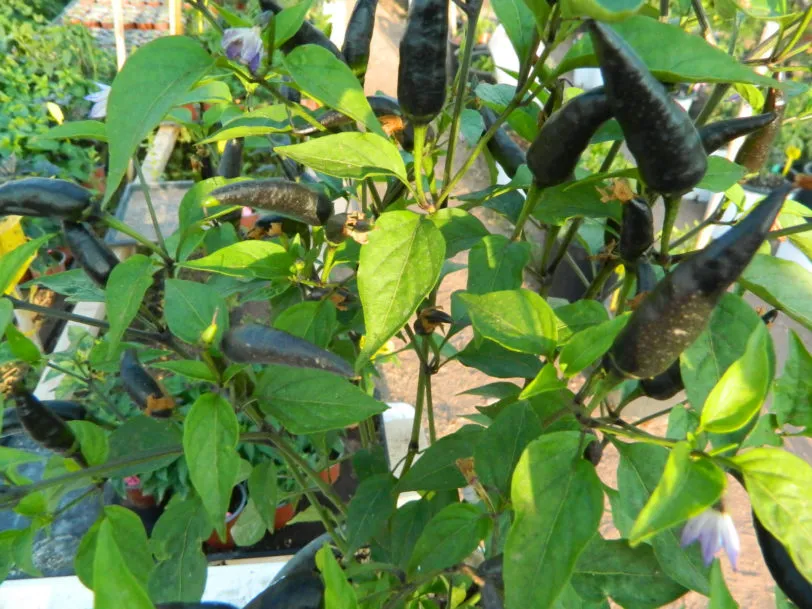 Purple Cayenne Chilli Seeds - Image 10