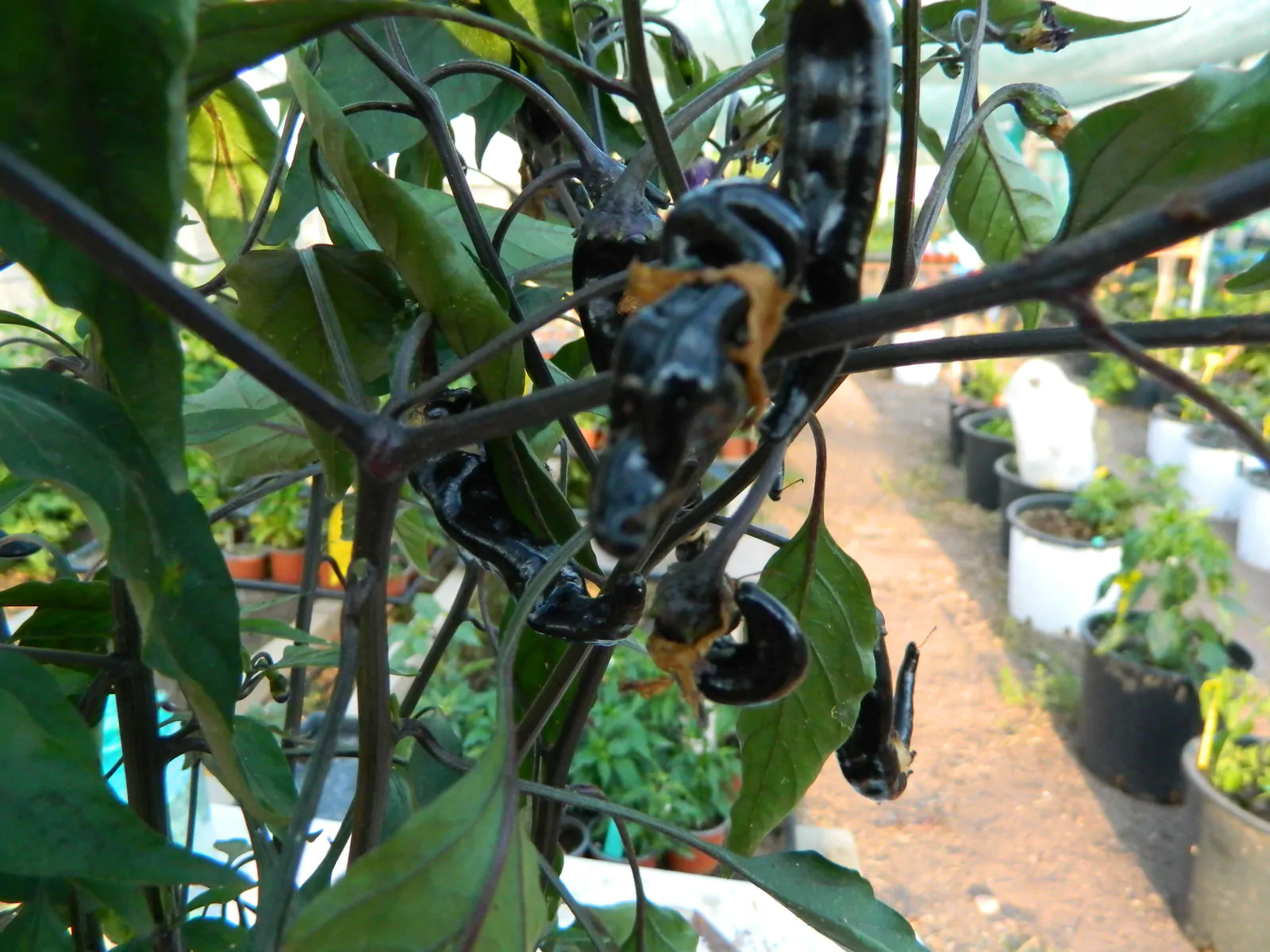 Black Thai TQ Chilli Seeds - Image 12