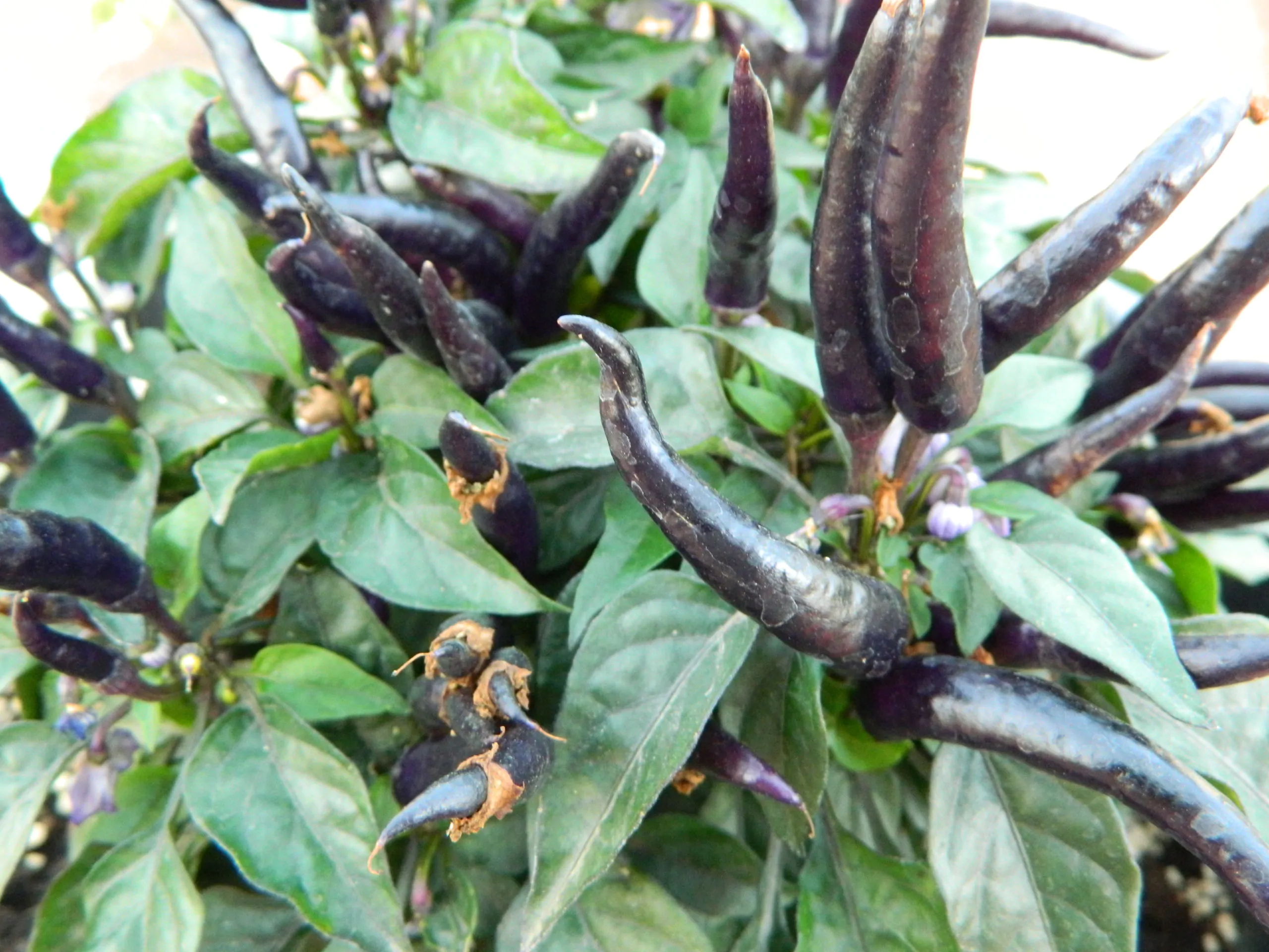 Maya Black Blood Chilli Seeds - Image 3