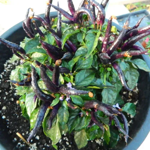 Maya Black Blood Chilli Seeds