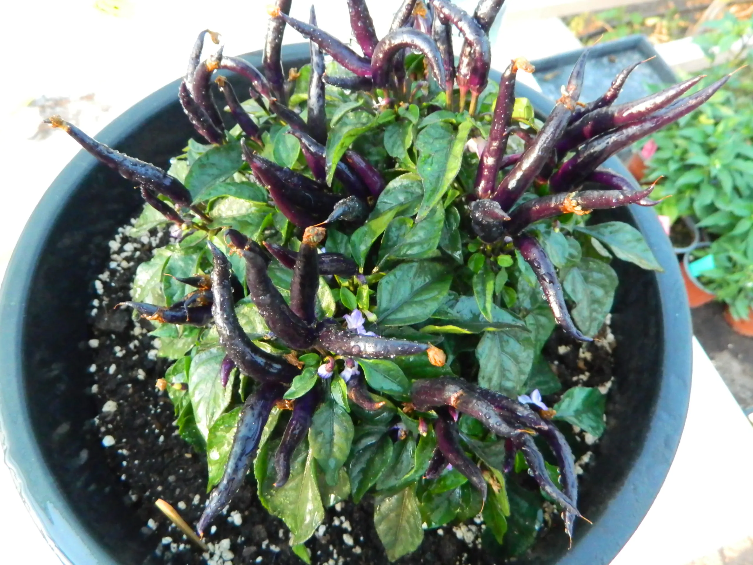 Maya Black Blood Chilli Seeds