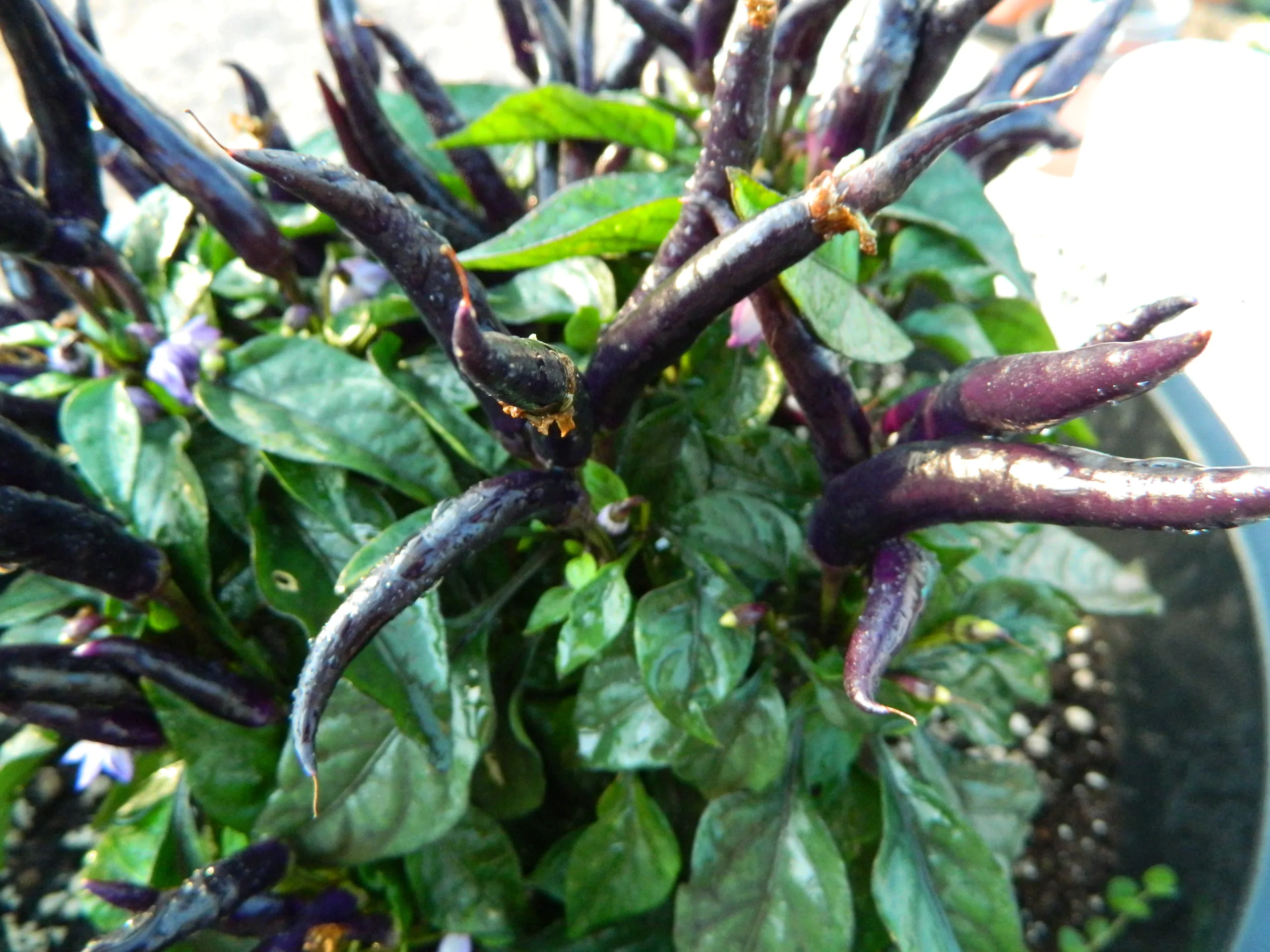 Maya Black Blood Chilli Seeds - Image 4