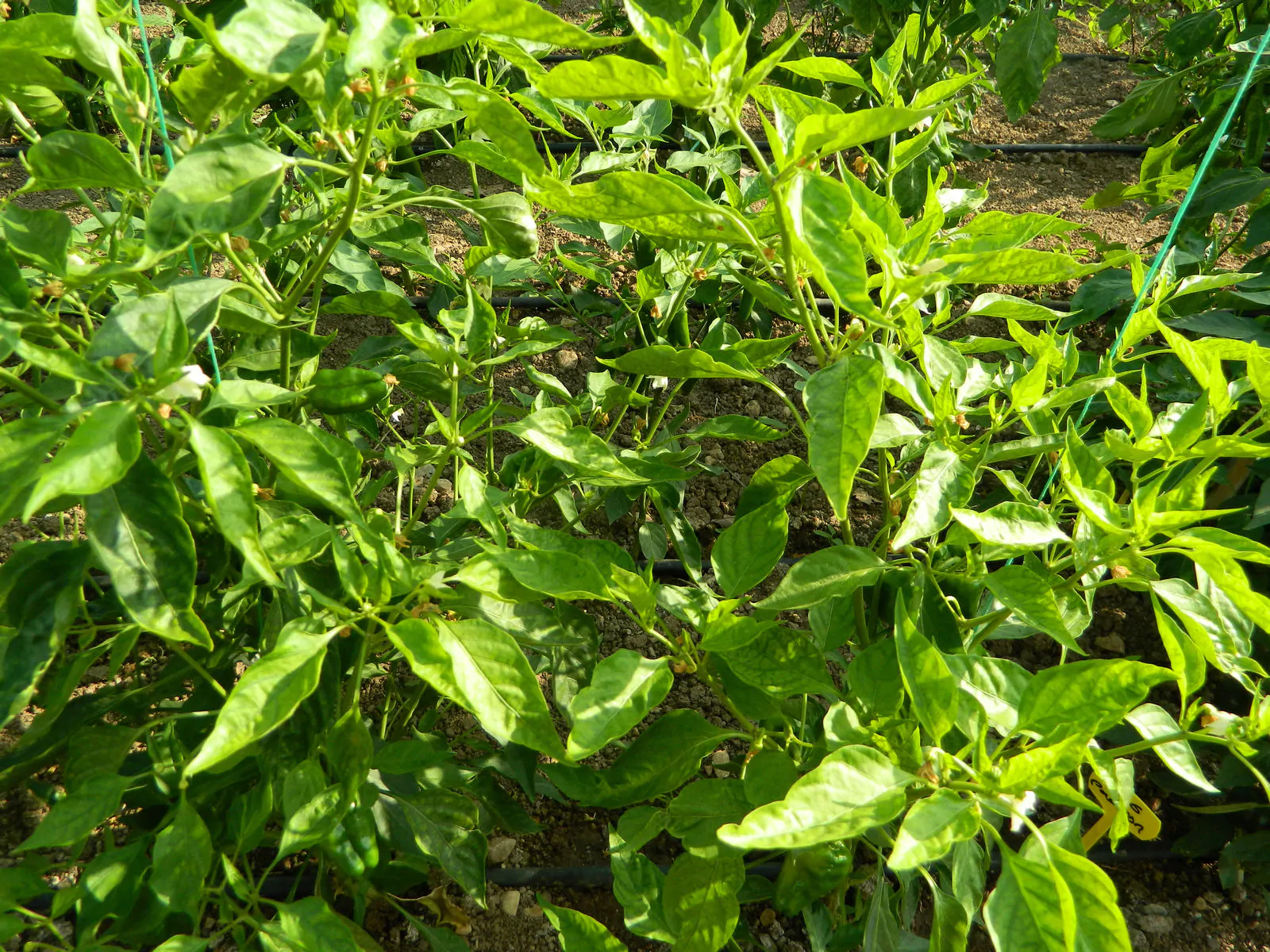 Padron Chilli Seeds - Image 3