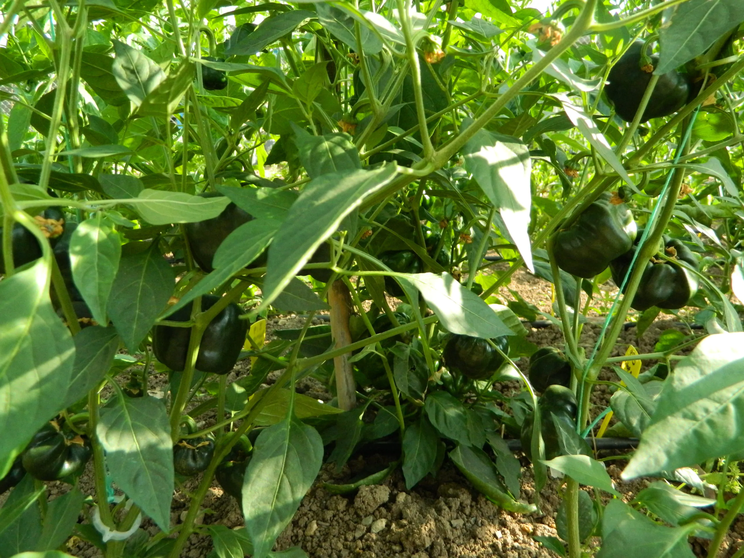 Chilhuacle Negro Chilli Seeds - Image 3