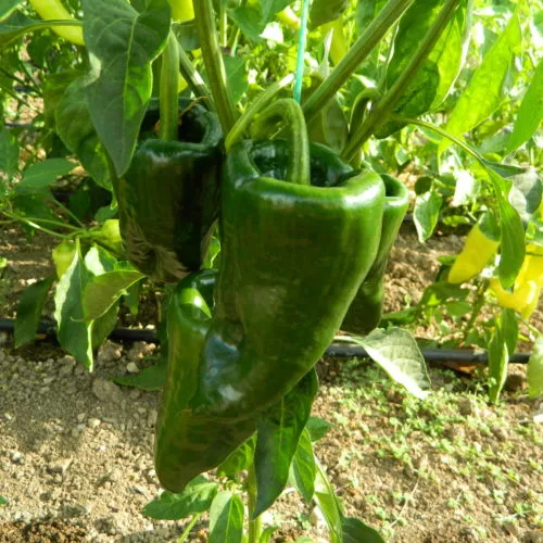 Poblano Chilli Seeds