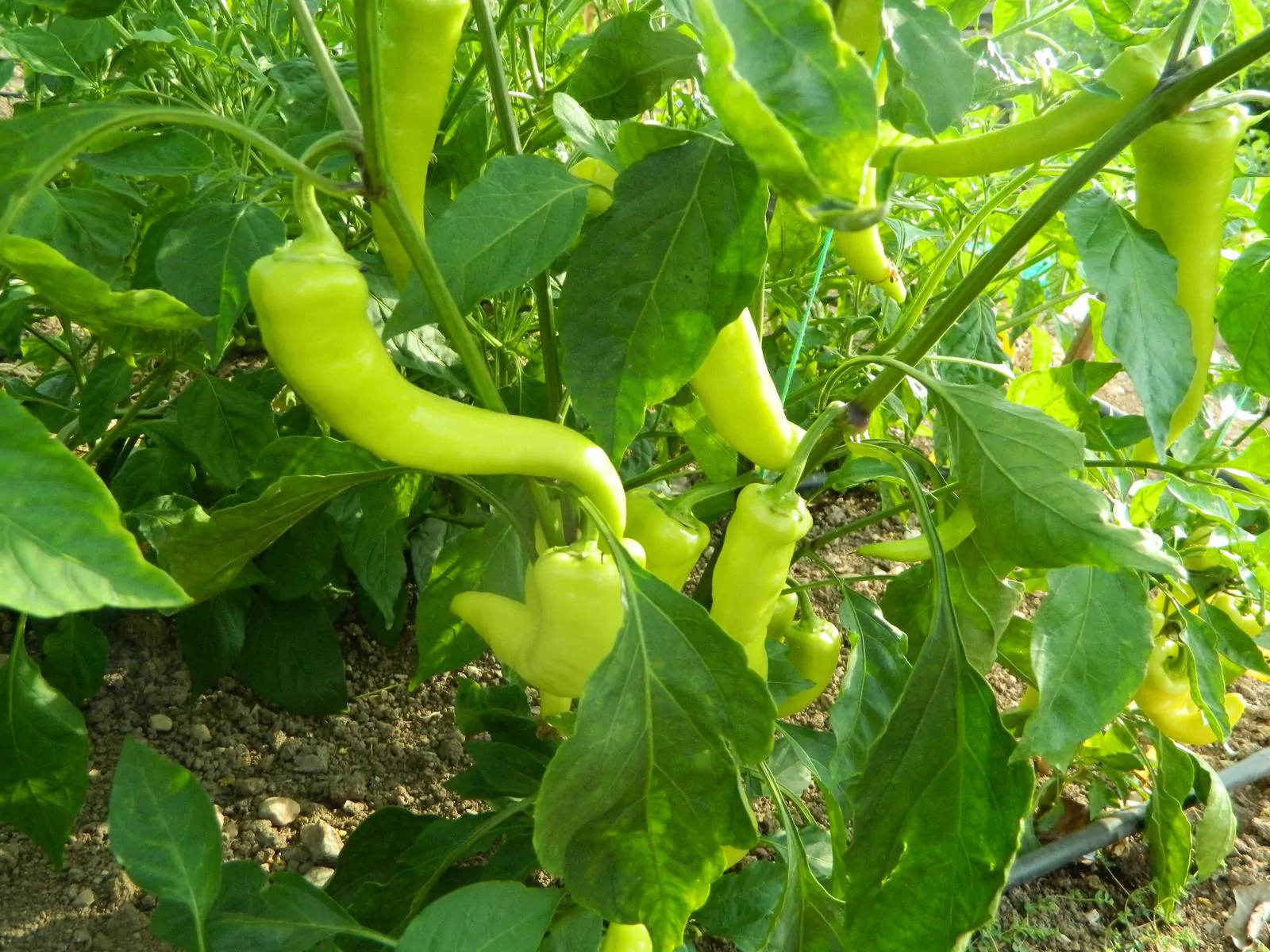 Sweet Banana Chilli Seeds - Image 2