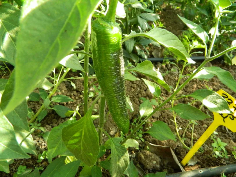 Farmers Market Jalapeno Chilli Seeds - Image 4