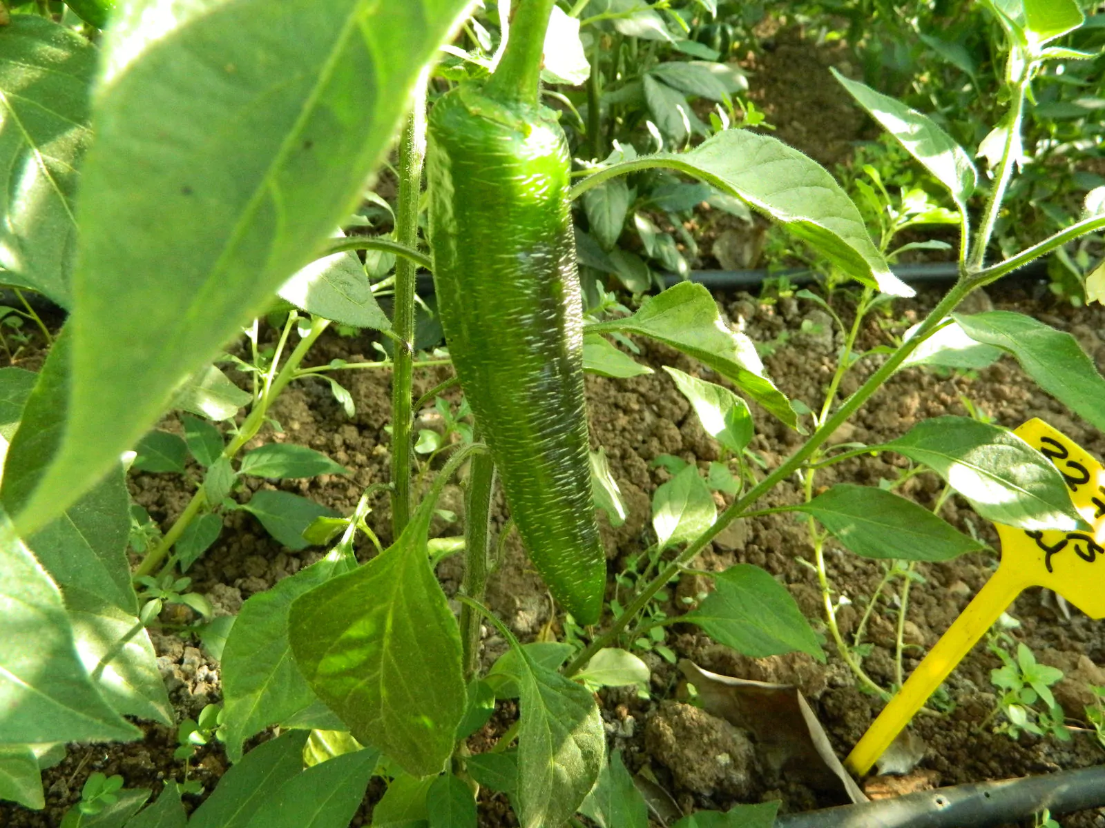 Farmers Market Jalapeno Chilli Seeds - Image 4