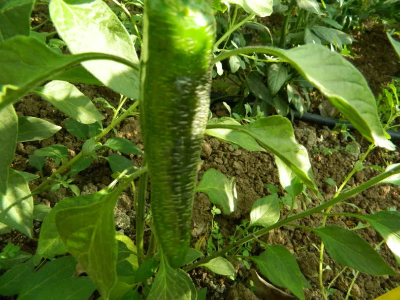 Farmers Market Jalapeno Chilli Seeds - Image 6
