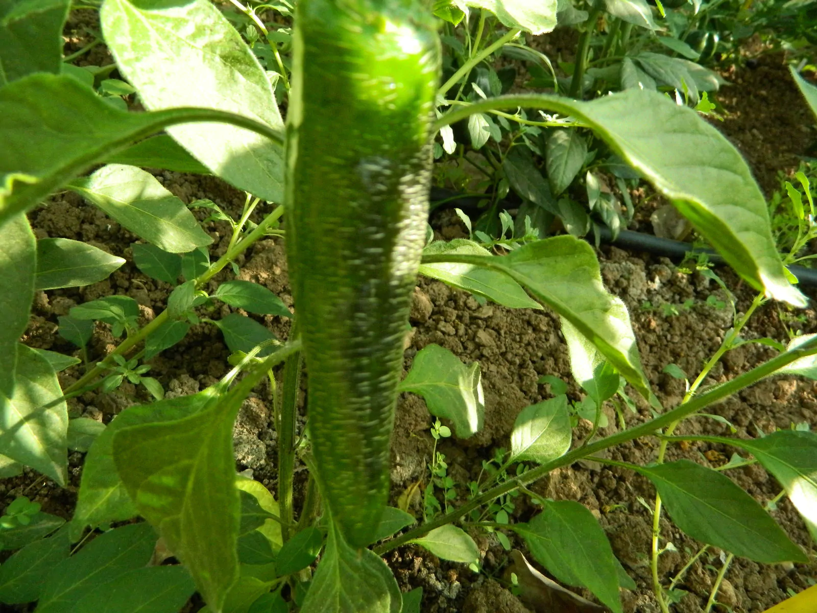Farmers Market Jalapeno Chilli Seeds - Image 6