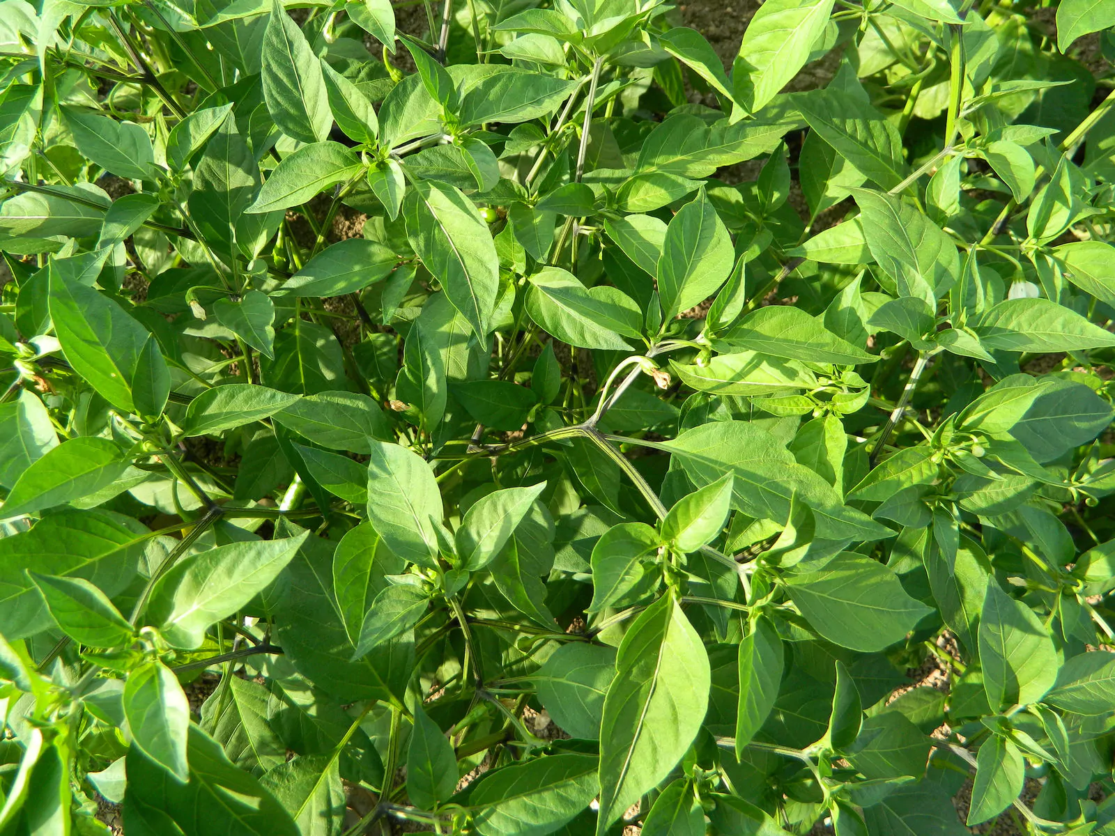 Large Orange Thai Chilli Seeds - Image 3