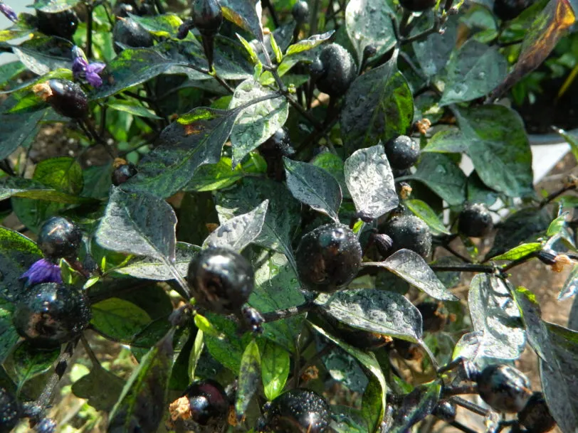 Black Olive Chilli Seeds - Image 5