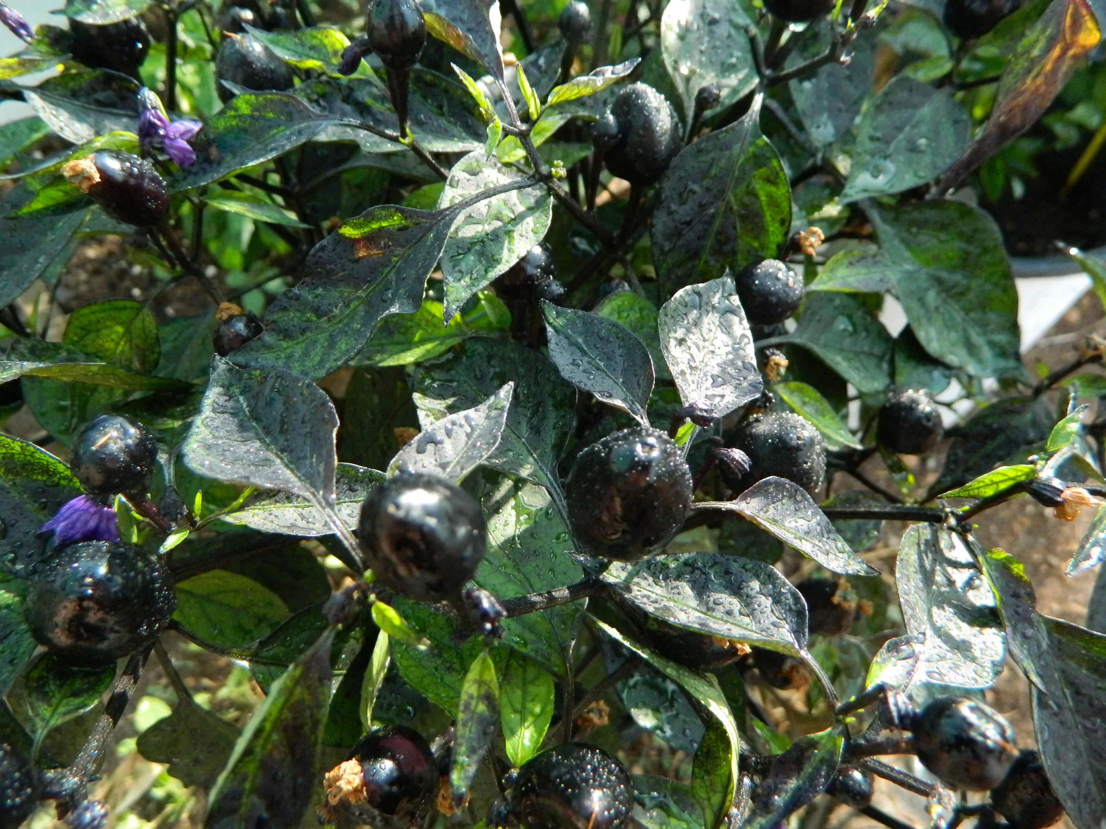 Black Olive Chilli Seeds - Image 5