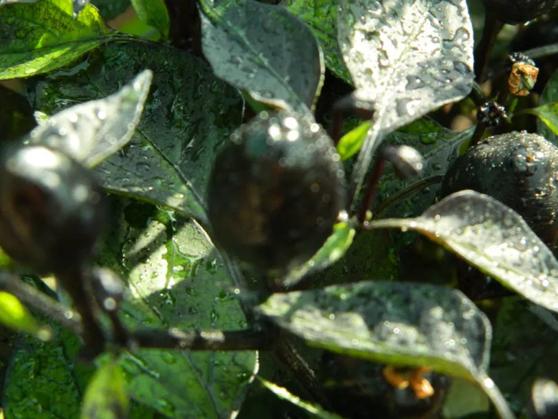 Black Olive Chilli Seeds - Image 6
